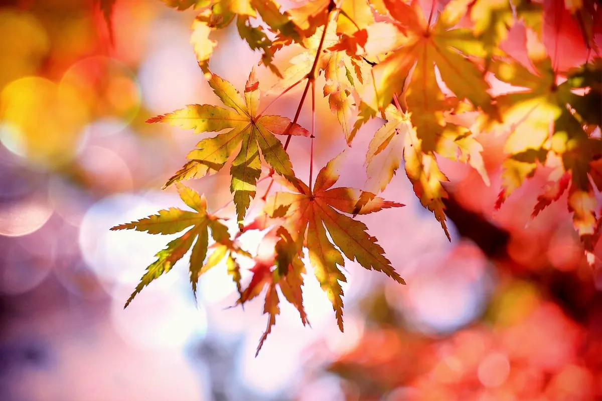 Seasonal Ideas