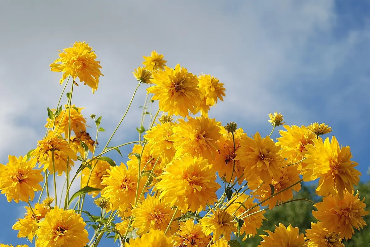 Full Sun vs. Part Shade: How to Choose the Right Spot for 20 Popular Flowers