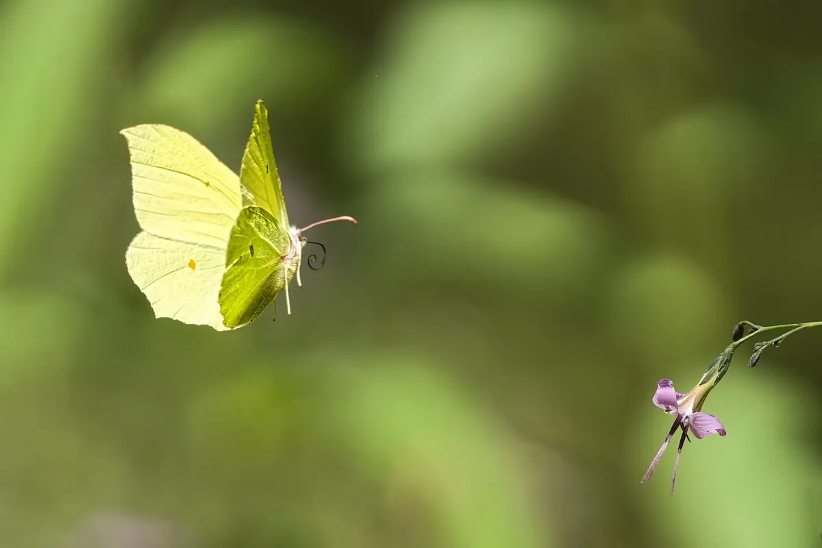 How to Build a Pollinator-Friendly Flower Bed from Scratch