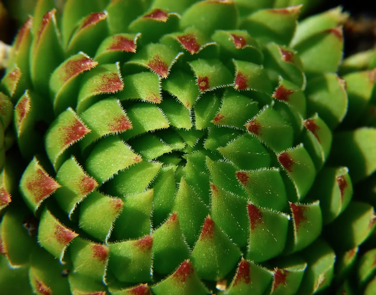 Garden Design