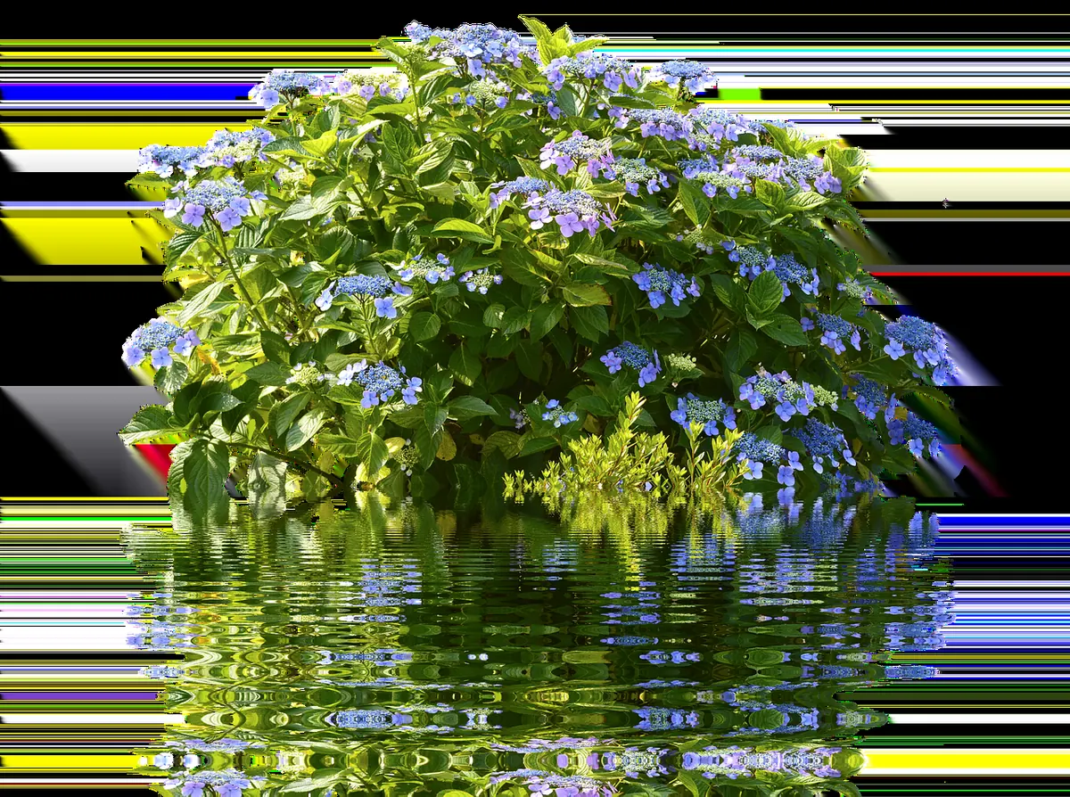Plant Care